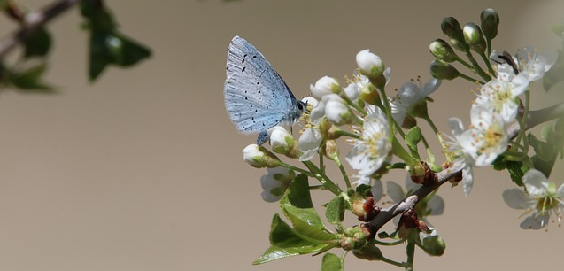 Conservation of Biodiversity