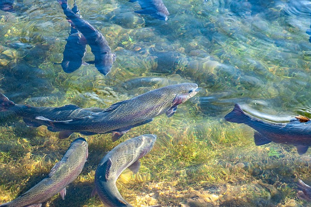 Aquaculture Land Based Fish Farming